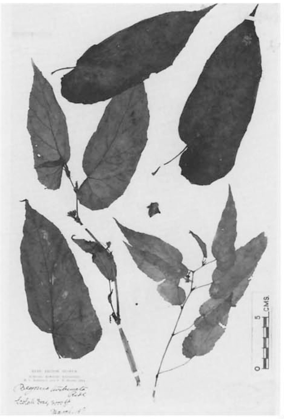 B. turbinata